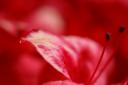 Flore